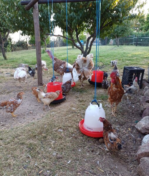 Resthill Memory Care Chickens and turkeys